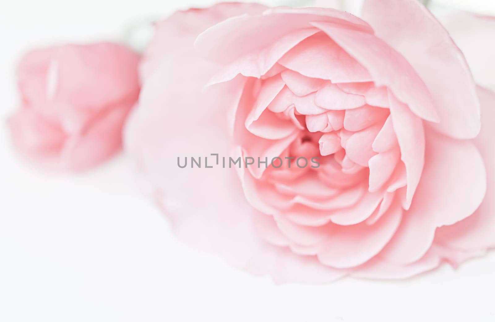 Pale pink rose flower isolated on white background. Soft focus. Macro flowers backdrop for holiday brand design