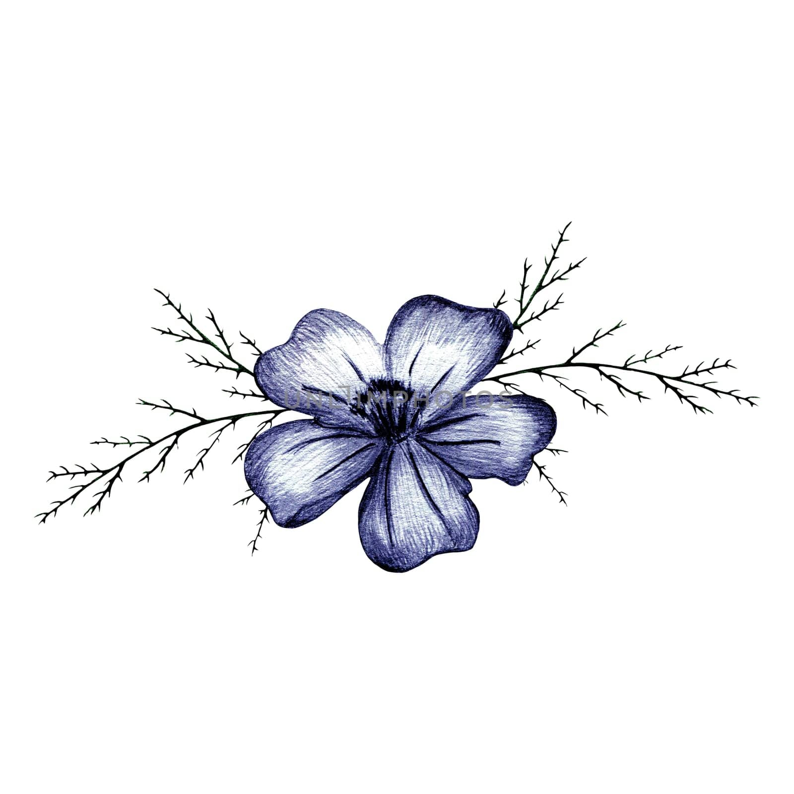 Blue Hand Drawn Marigold Flower Isolated on White Background. by Rina_Dozornaya