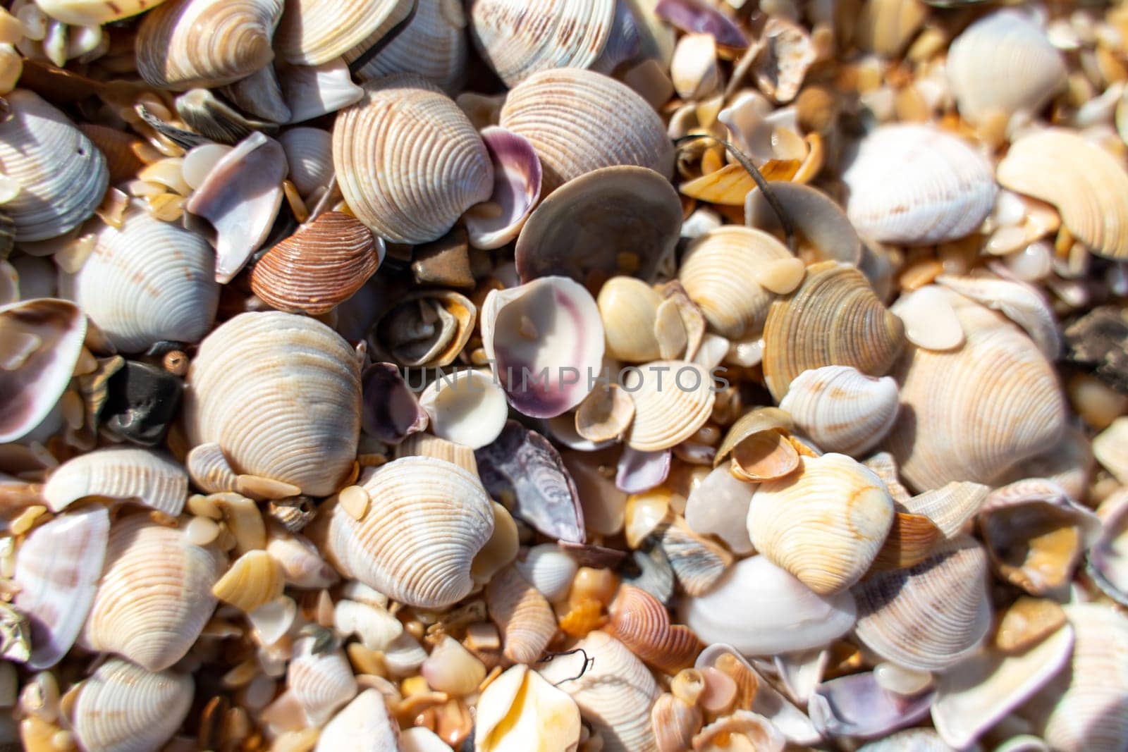 Background of small shells. There are many small shells on the seashore. by Matiunina