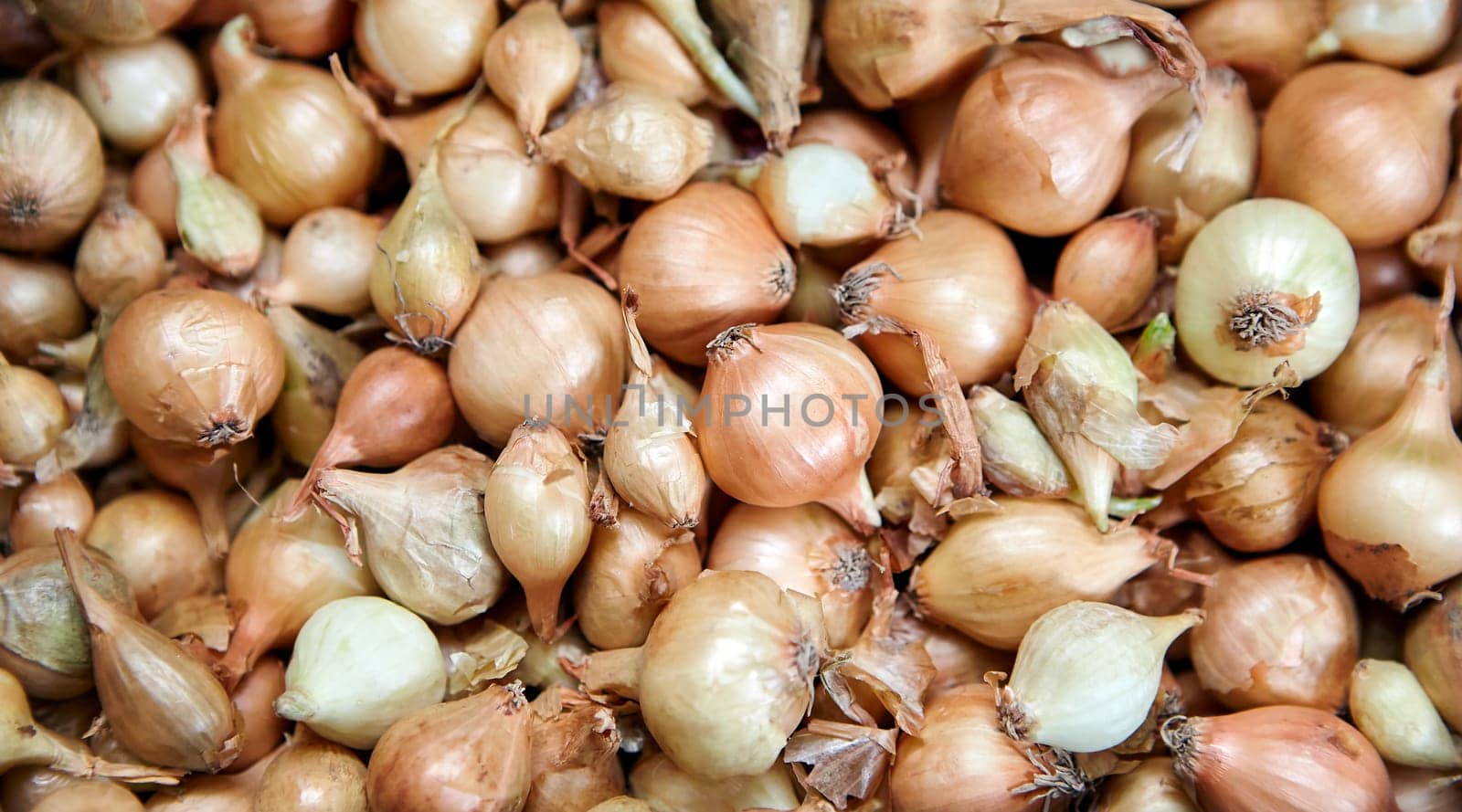 Fresh onions for planting in the garden. Background image of bulbs in a tray.