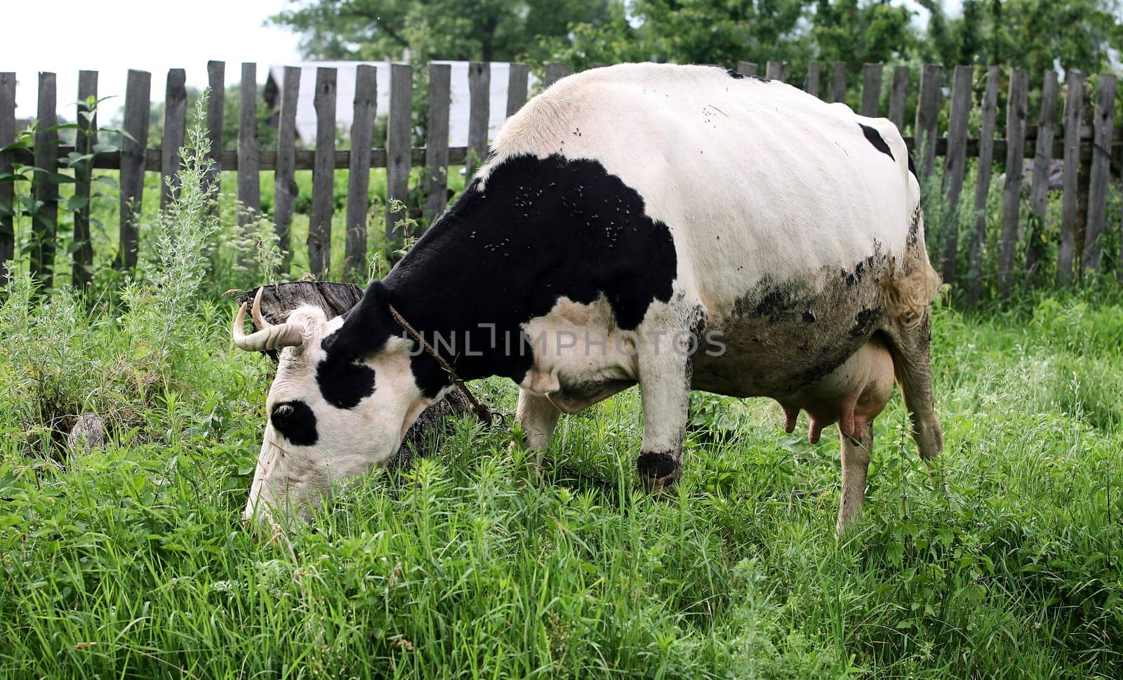 Eastern Europe, Republic of Belarus, Kachanovichi village, Pinsk district, Brest region. A mature black and white cow with a stretched udder, dirty.