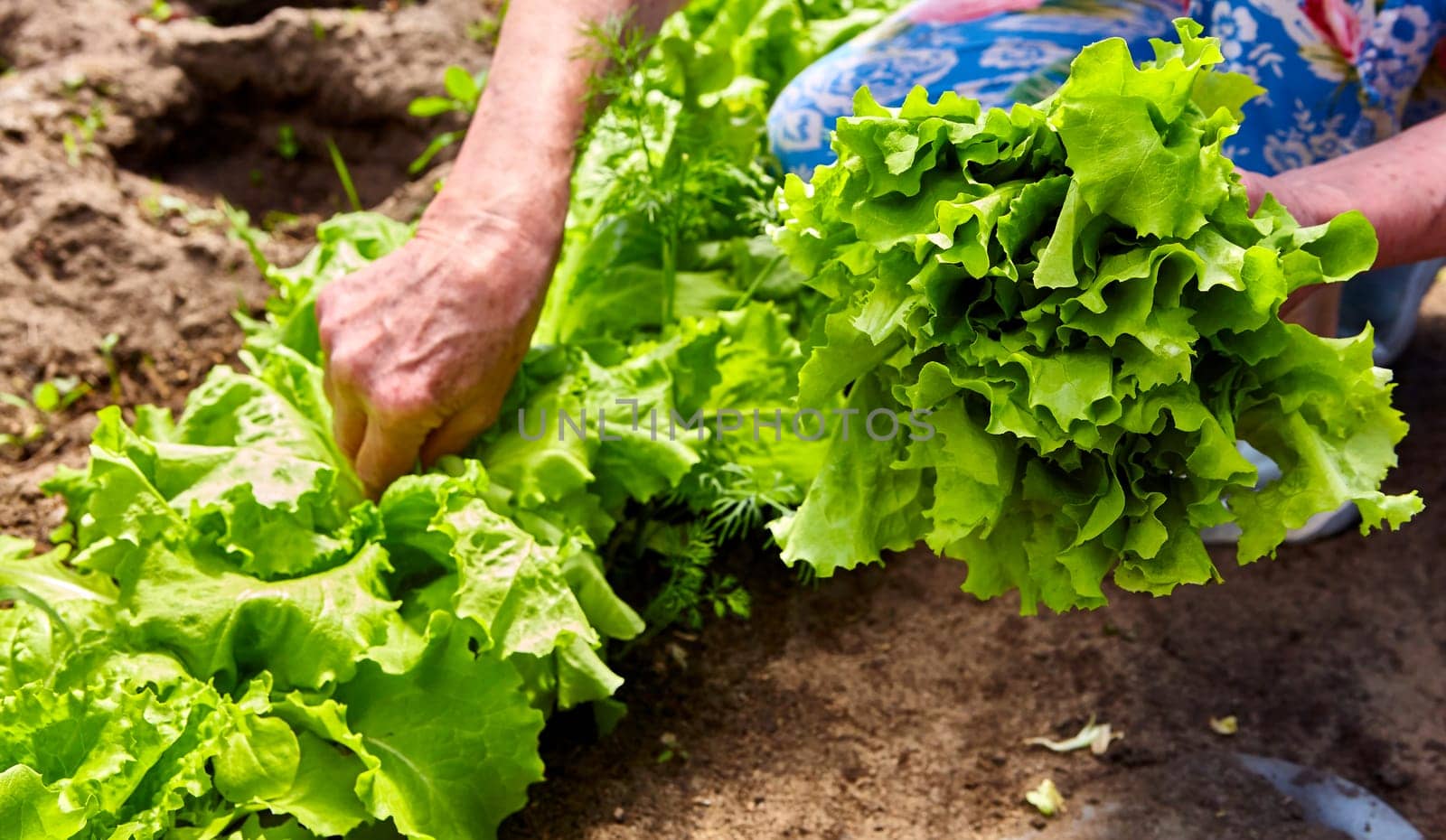 Lettuce leaves a symbol of harvest assembly, morning dew, fresh healthy salad breakfast