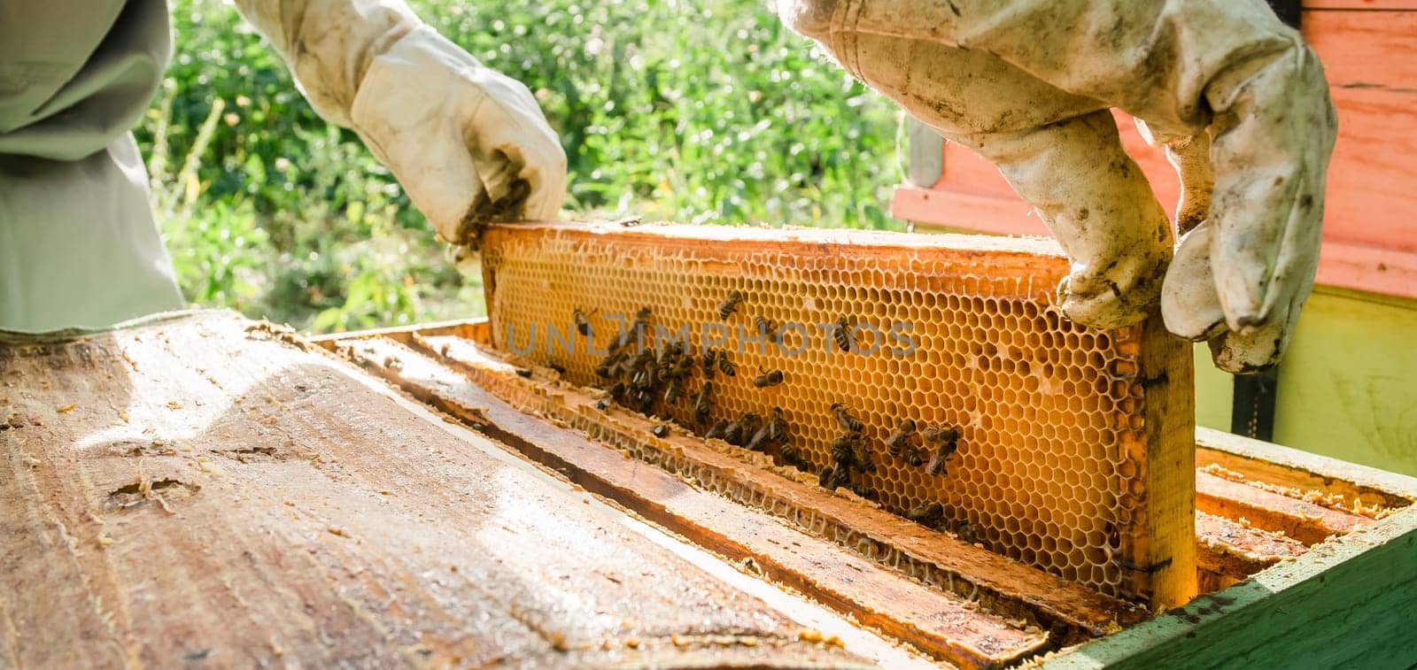 Beekeeper removing honeycomb from beehive. Person in beekeeper suit taking honey from hive. Farmer wearing bee suit working with honeycomb in apiary. Beekeeping in countryside. Organic farming concept