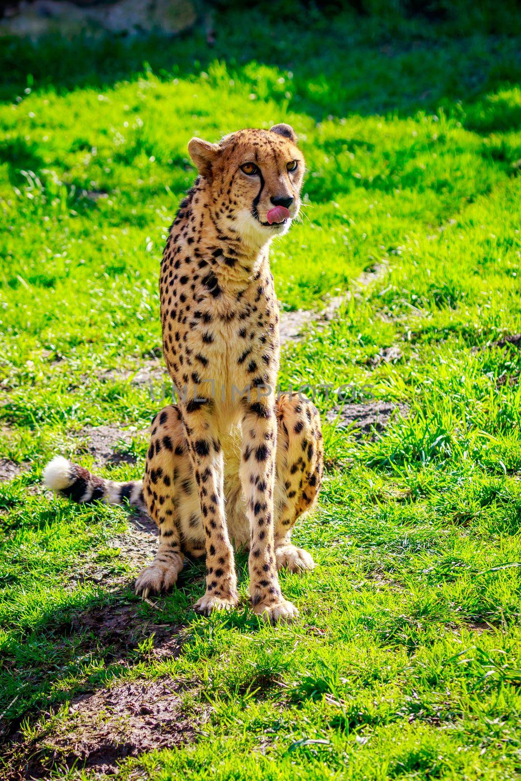Amur Leopard on Meadow by gepeng