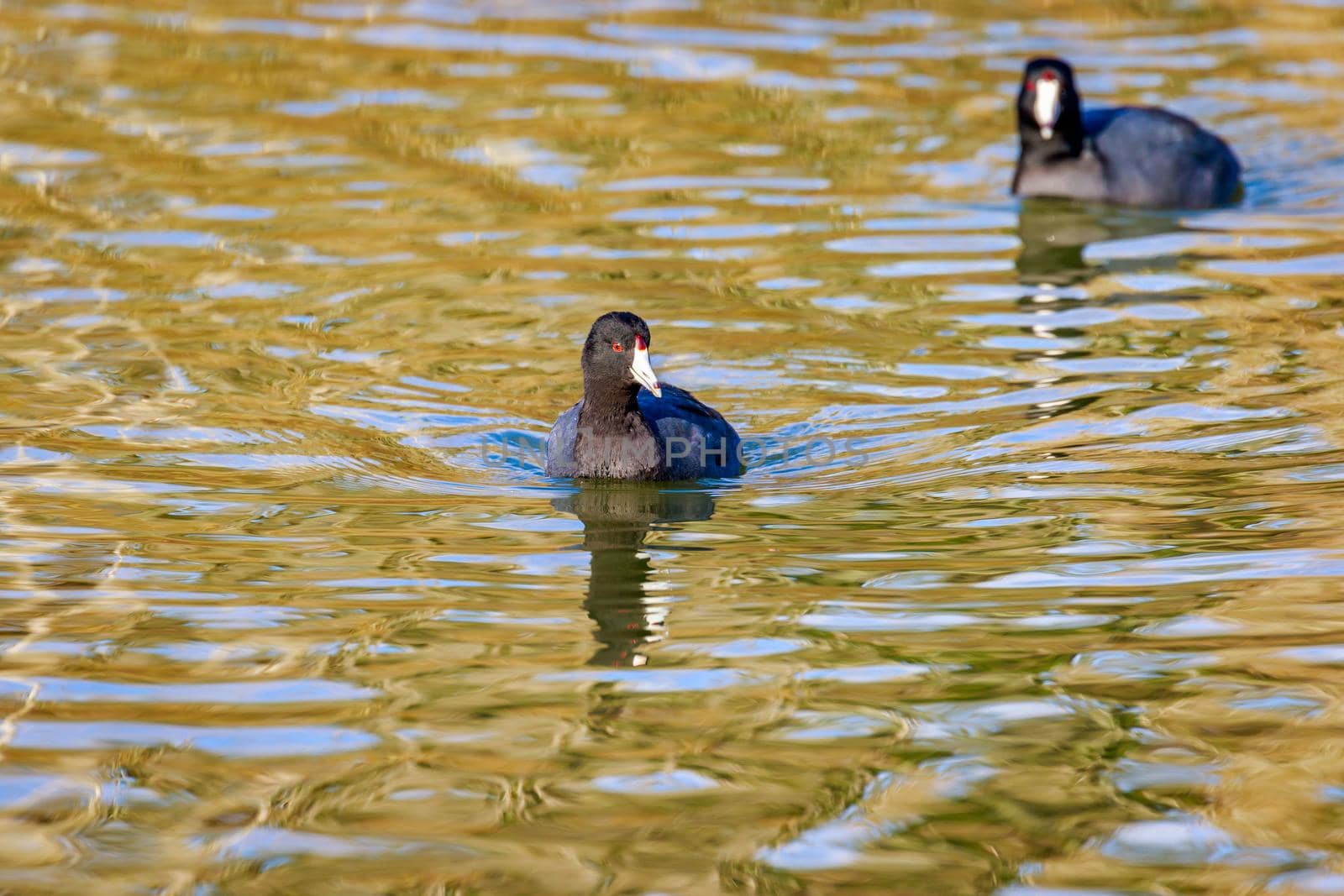 American Coot swim in the lake, with reflection in water.