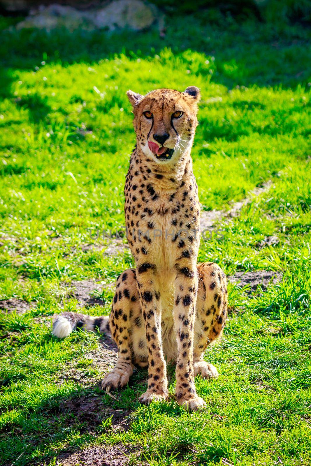 An Amur leopard sits on the grass.