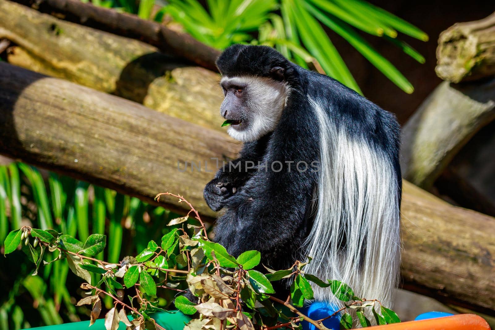 Black-and-white Colobus Monkey by gepeng