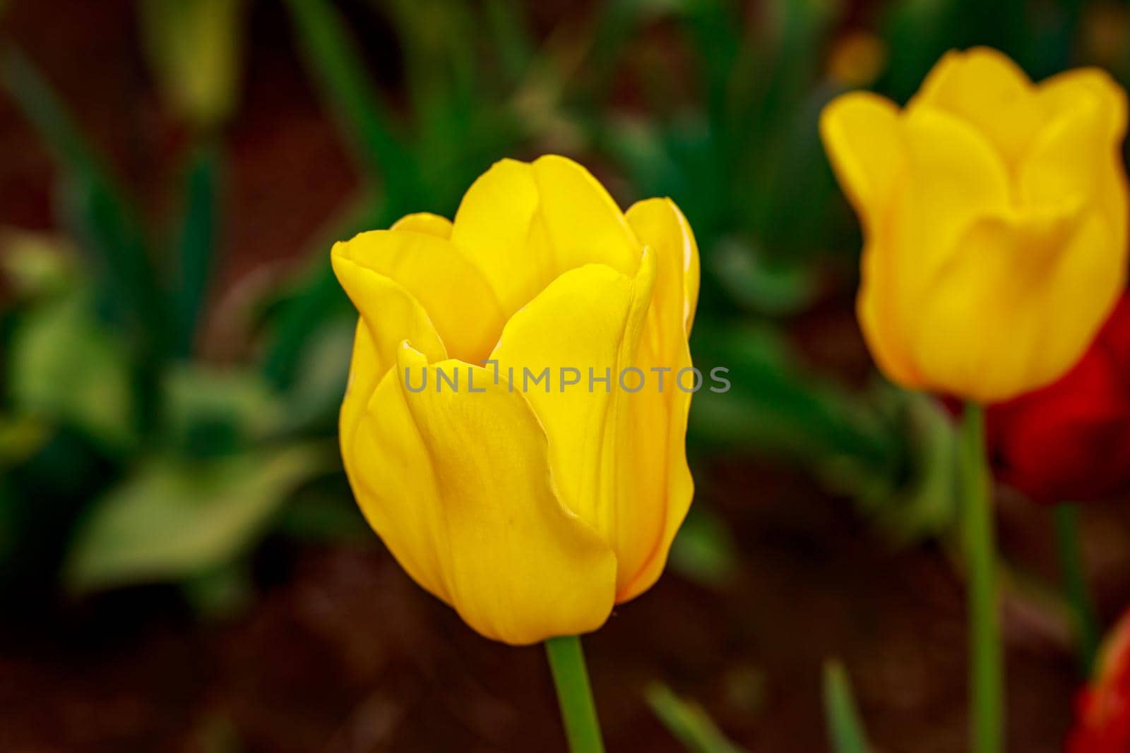 Blooming Tulip Flowers by gepeng
