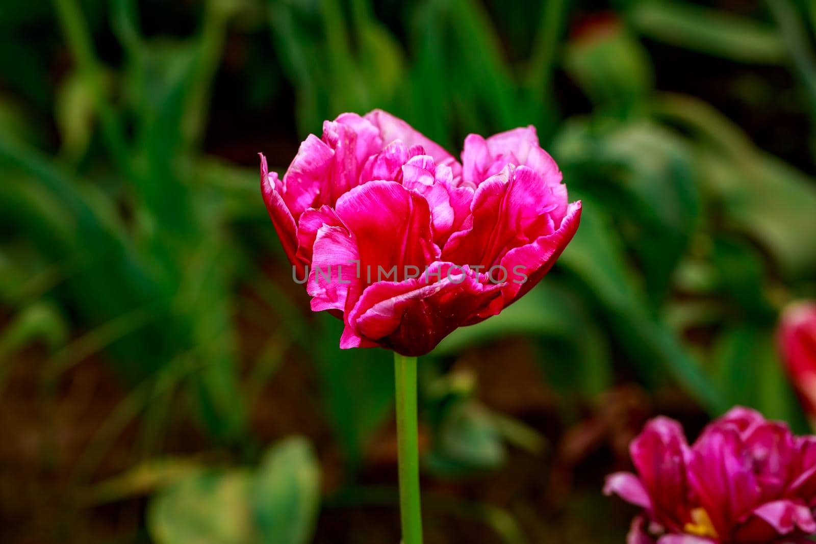 Colorful tulip flowers bloom in the spring field.