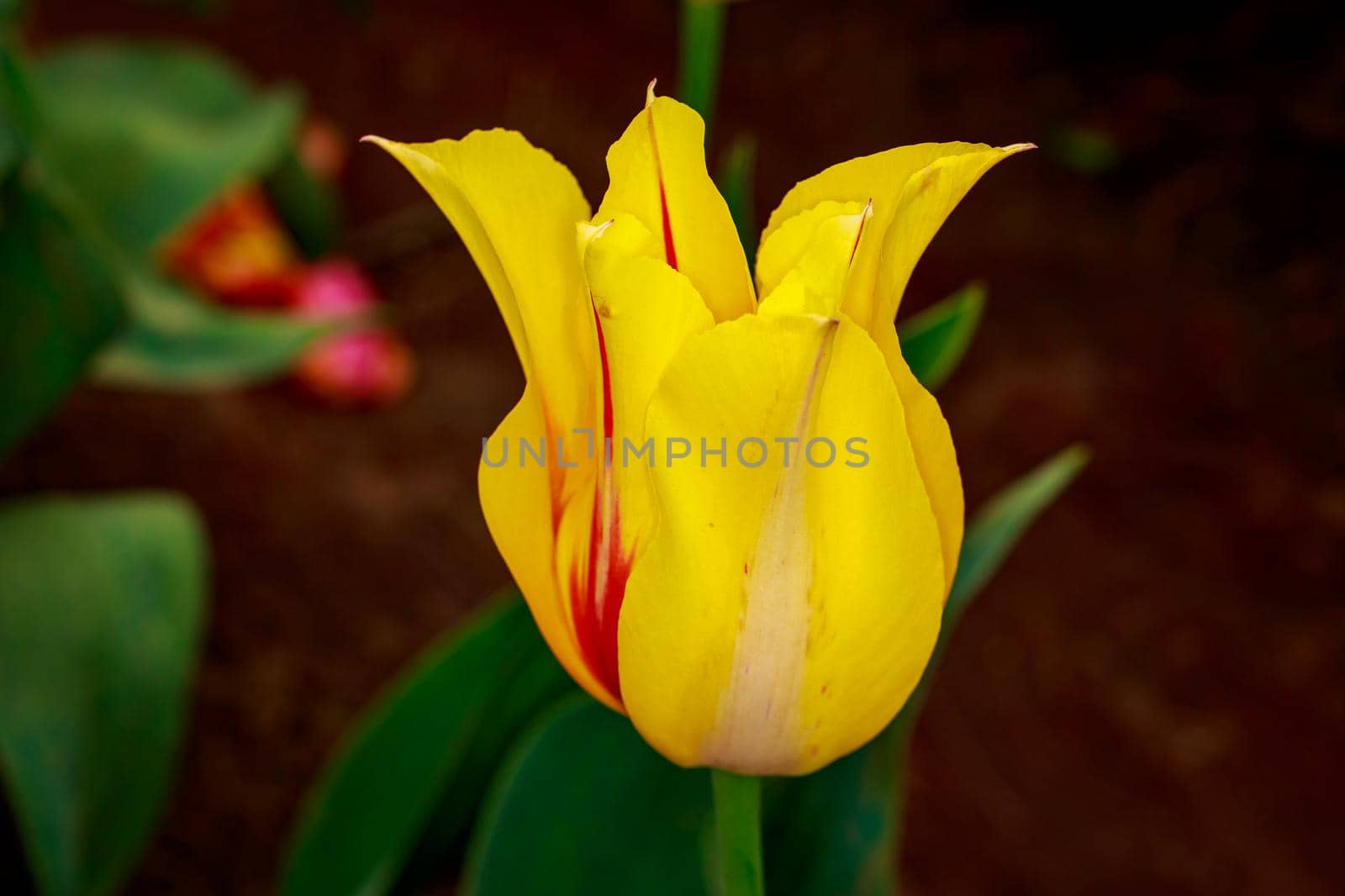 Blooming Tulip Flowers by gepeng