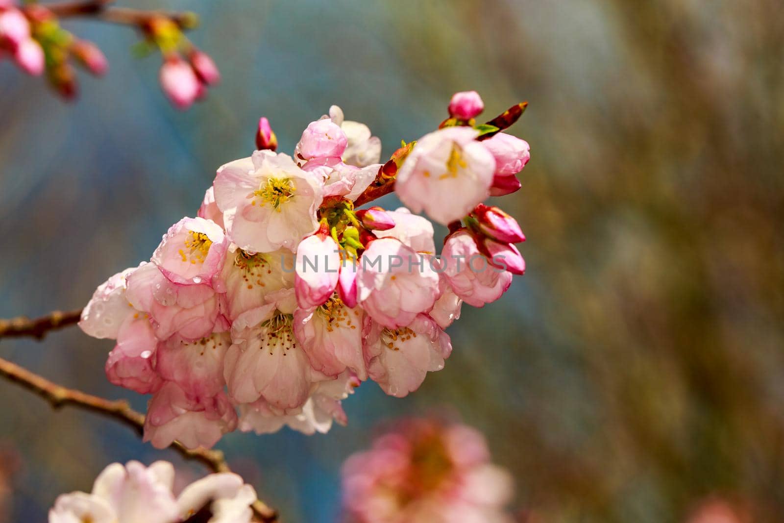 Cherry blossom right after raining by gepeng