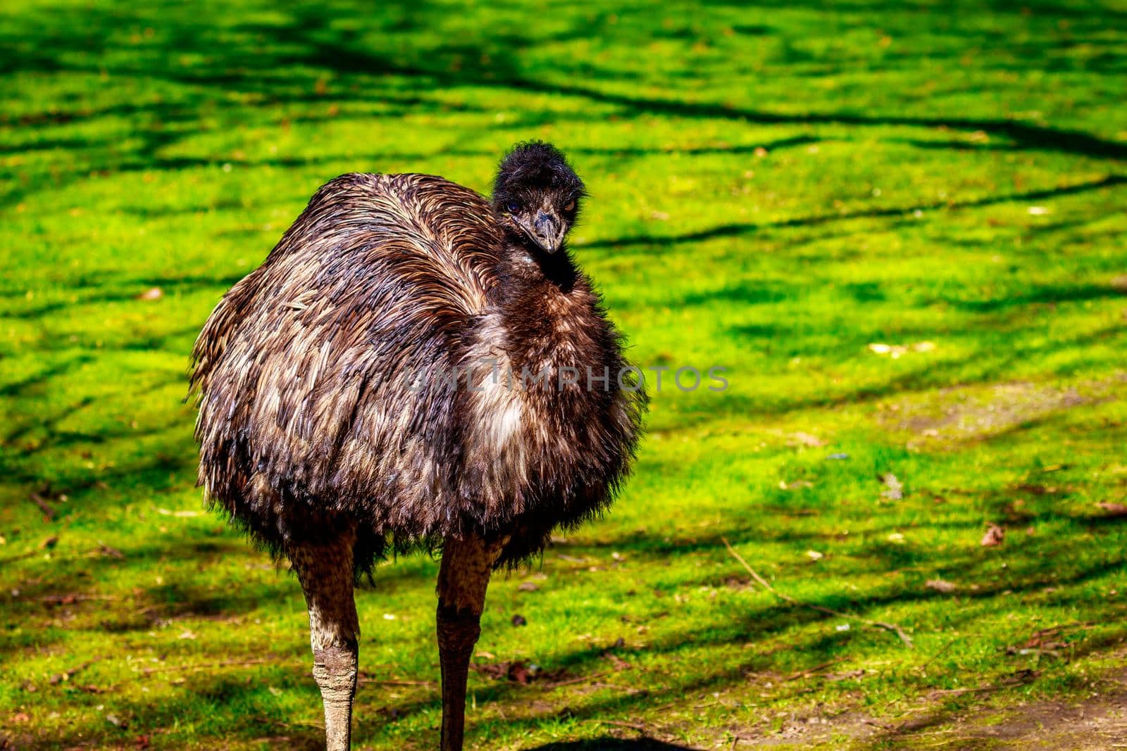 An emu stands on the meadow, on alert.