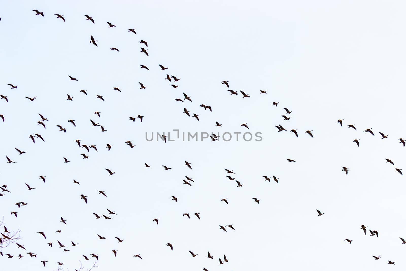 Canada Geese Flying by gepeng
