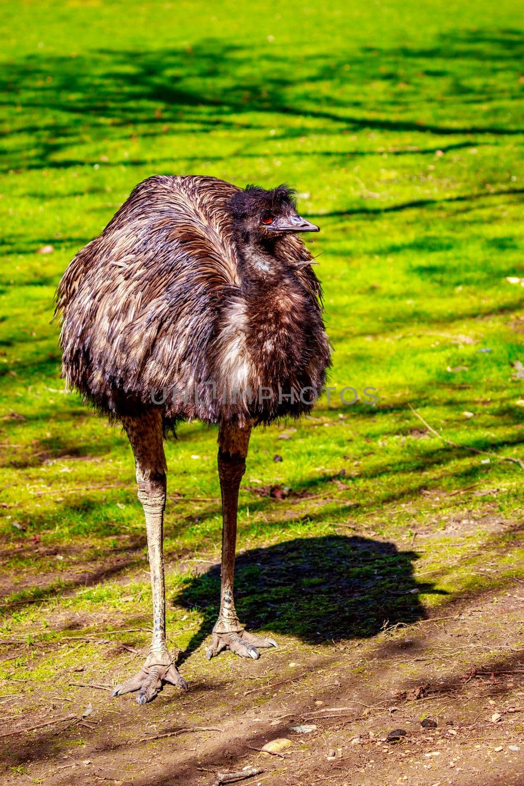 An emu stands on the meadow, on alert.