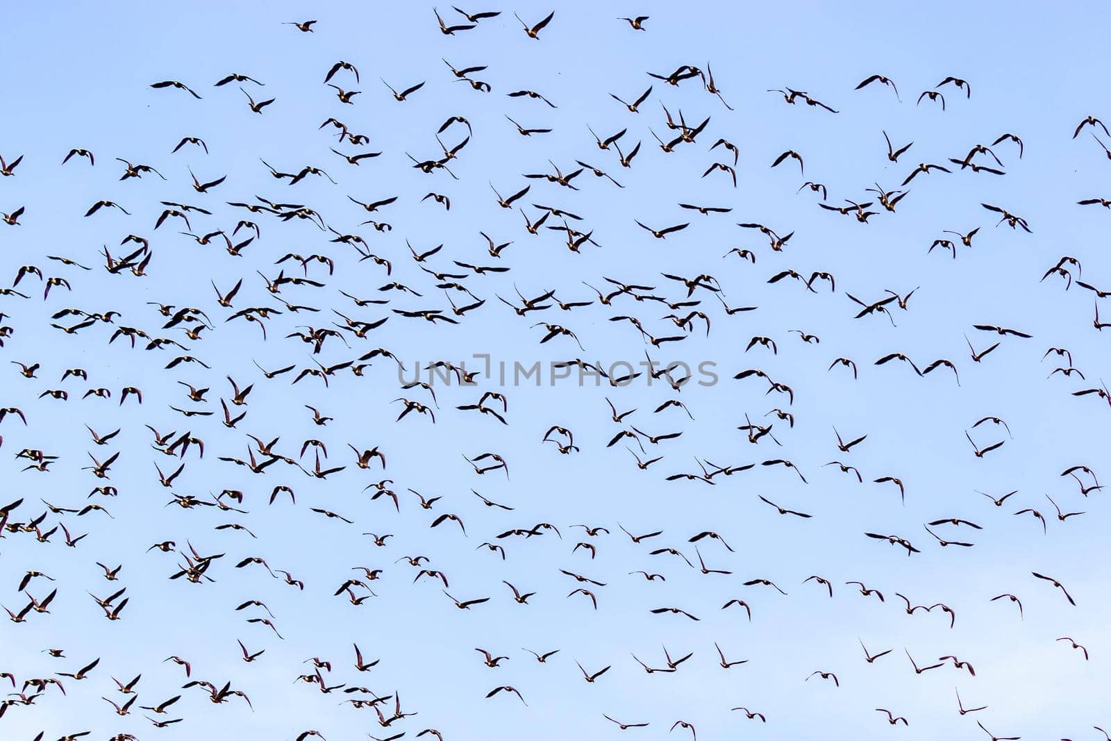 A flock of Canada geese flying in the sky.