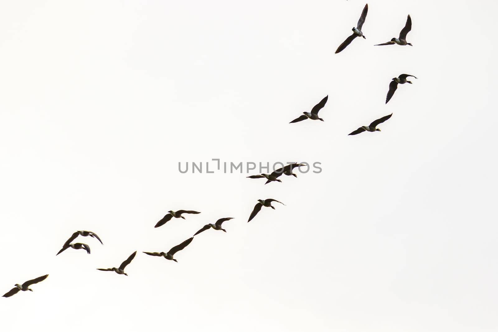 Canada Geese Flying by gepeng