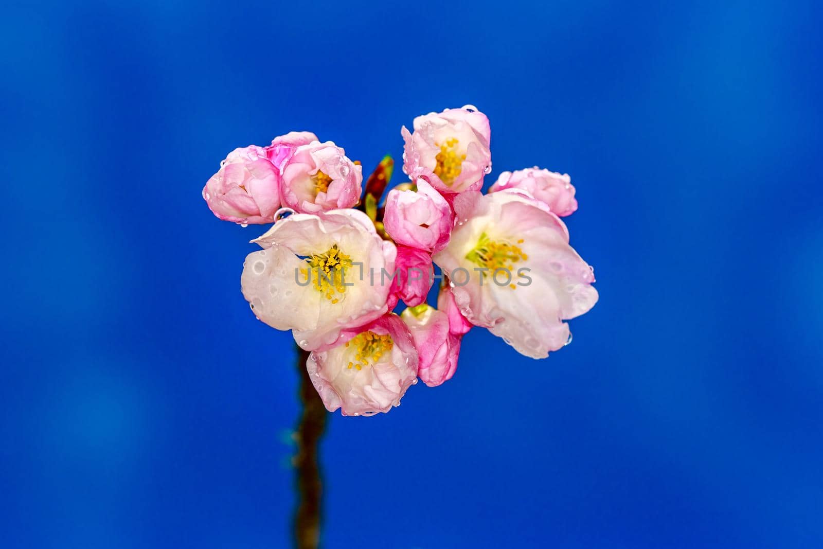 Cherry blossom right after raining by gepeng