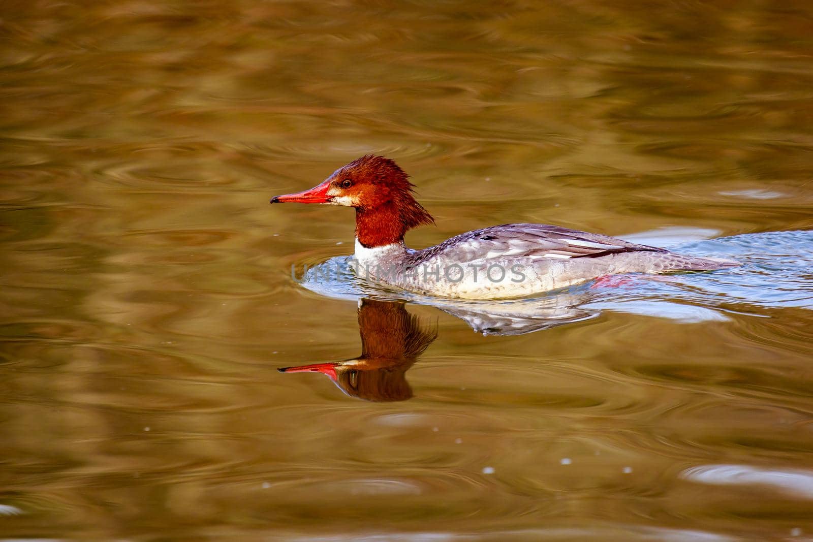 A female common merganser swims in the lake, with reflection in the water.