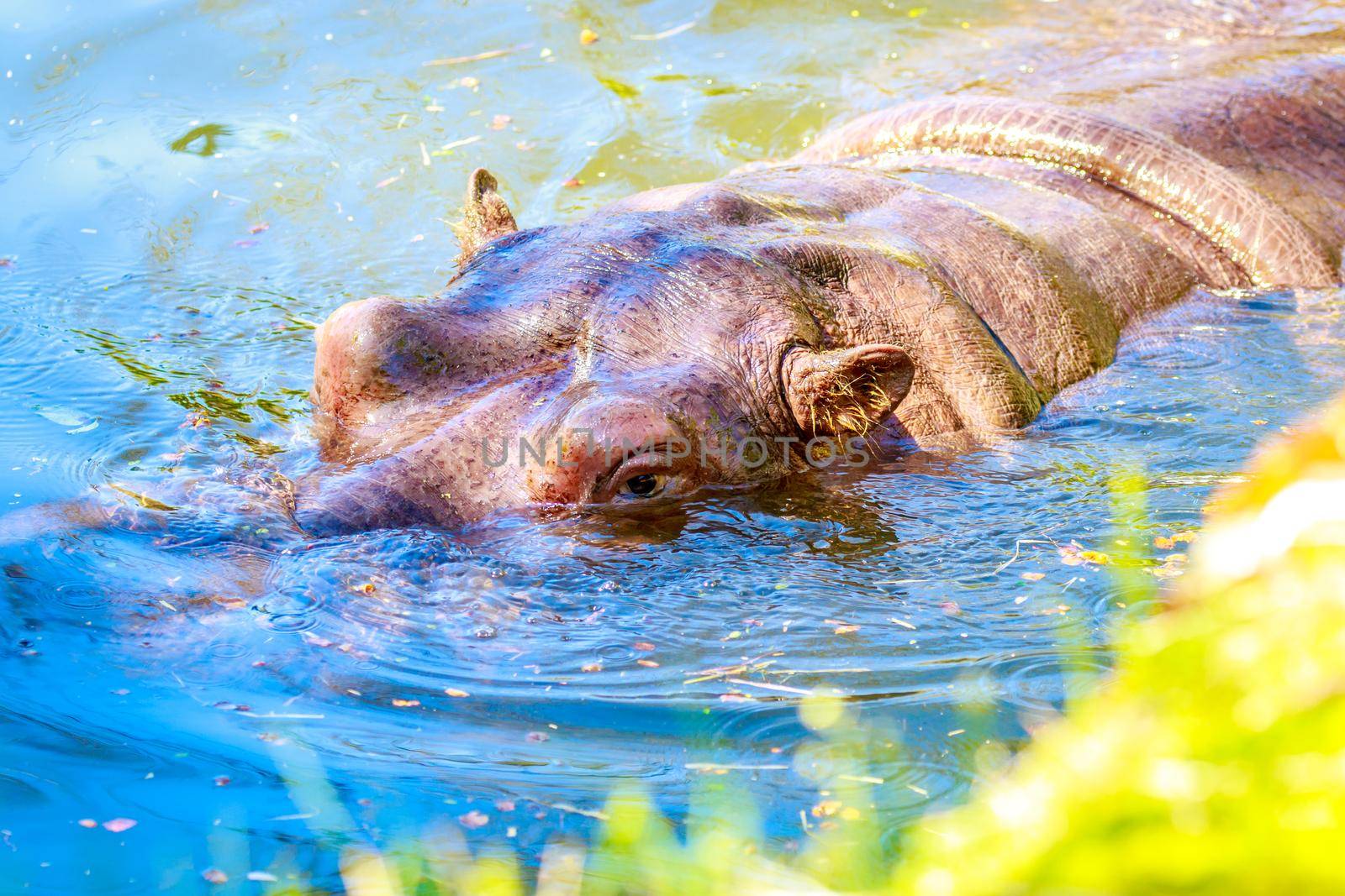 Hippo in water by gepeng