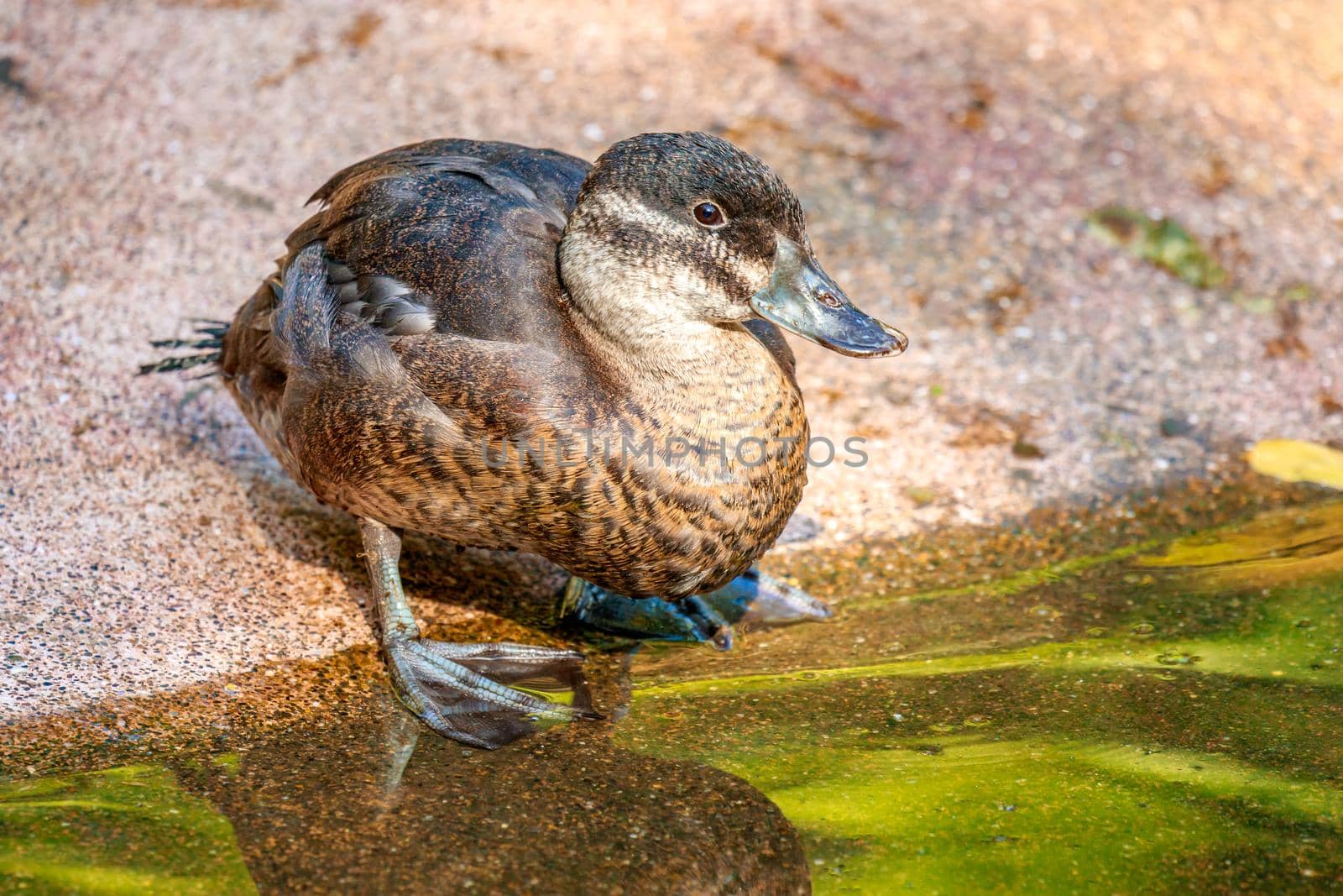 A Female Maccoa Duck stands by the pond, with reflection in water.