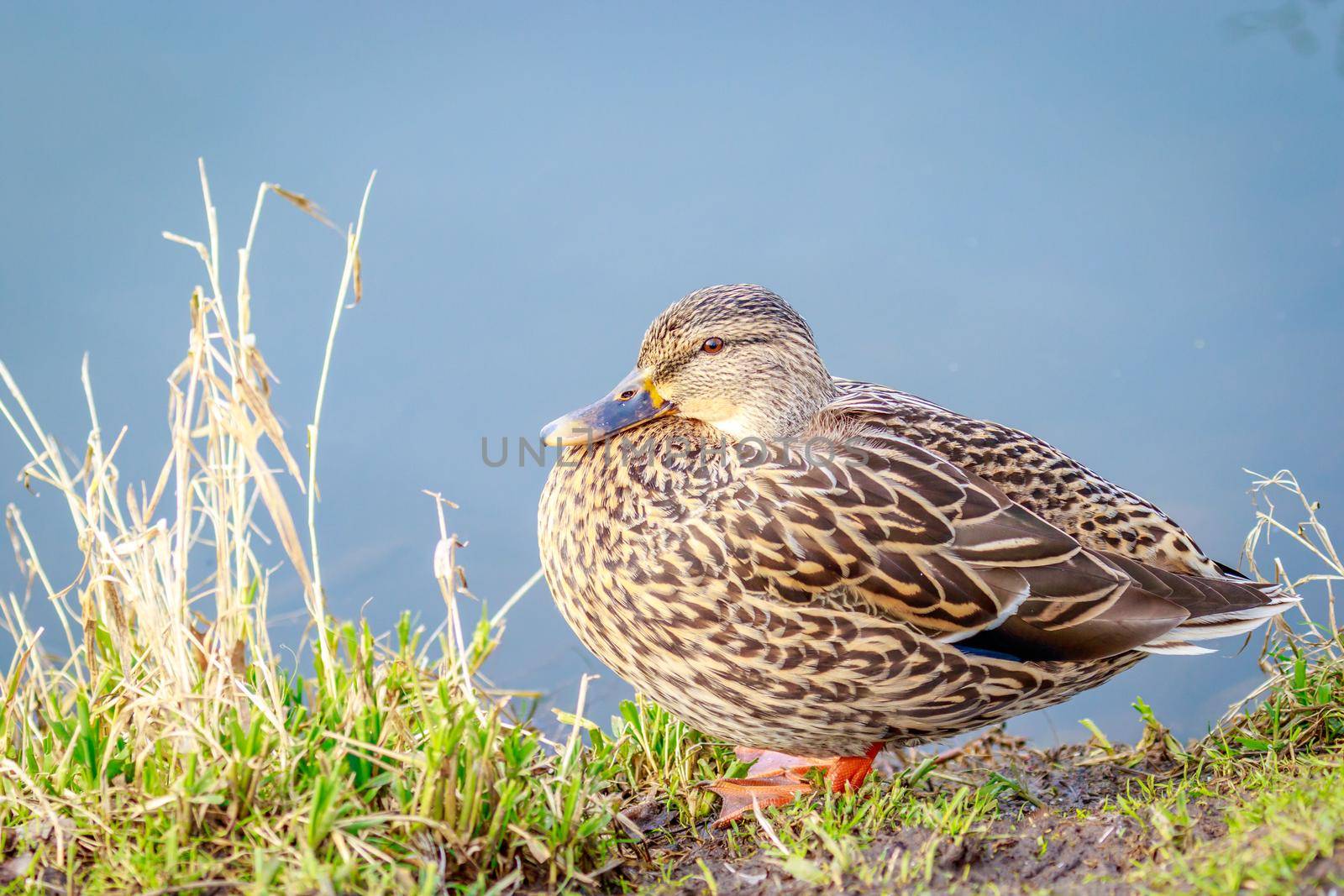 A female mallard duck rests by the lake.