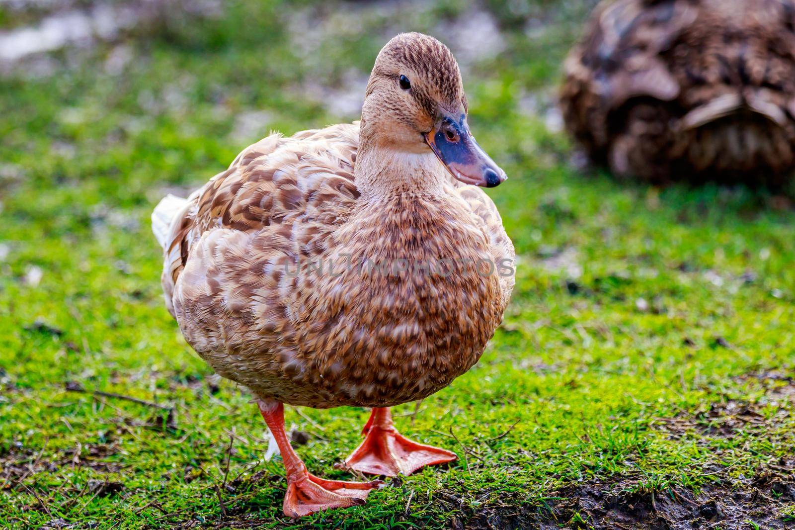 Female Mallard Duck by gepeng