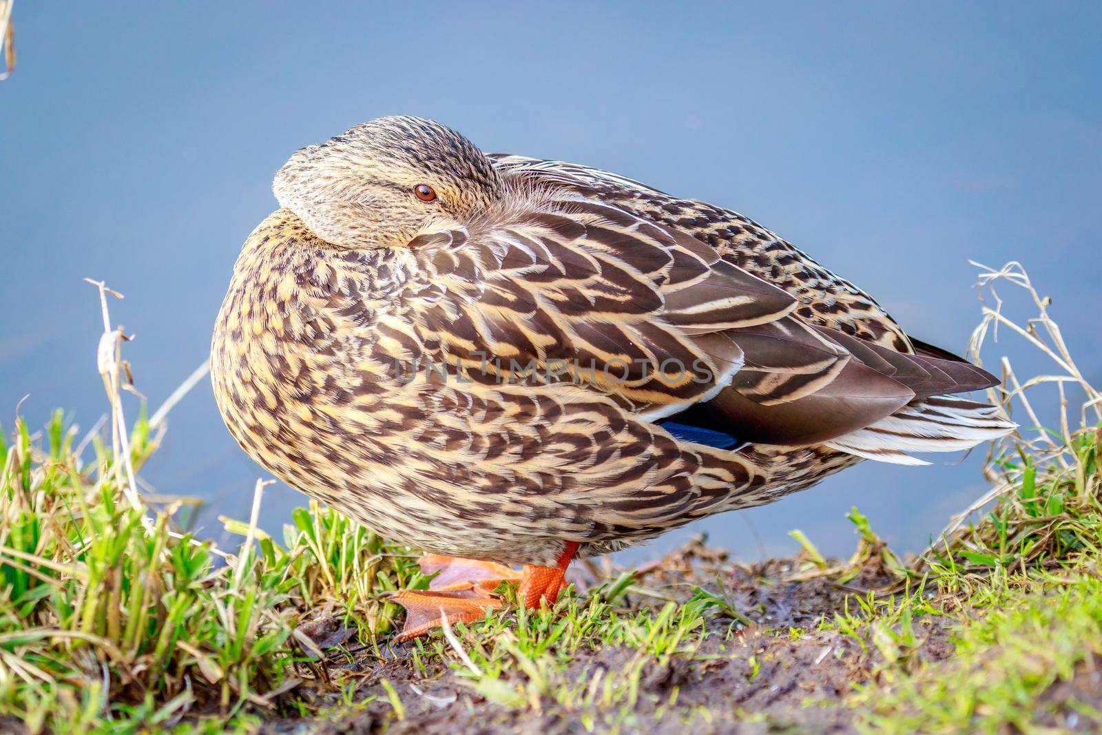 A female mallard duck rests by the lake.