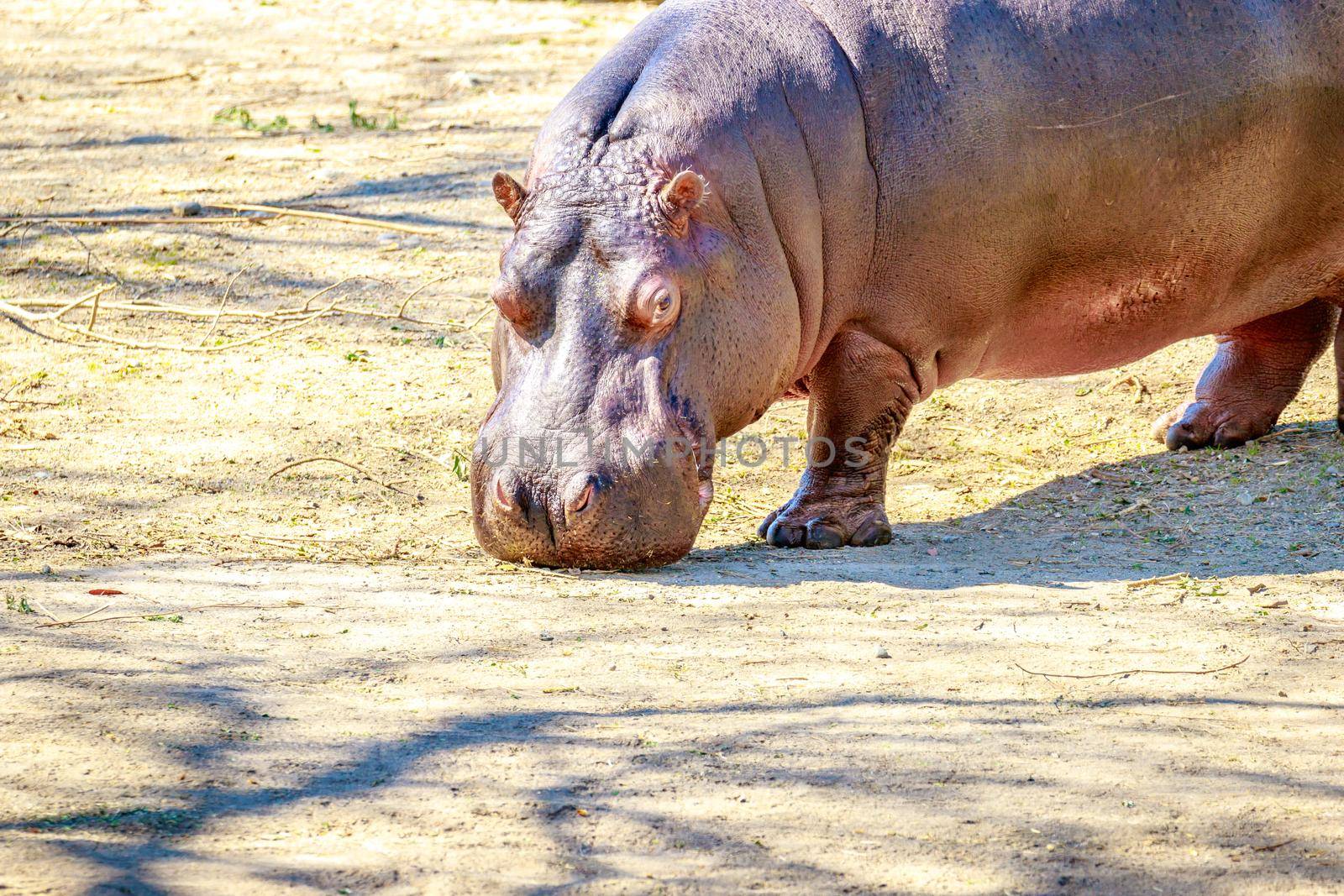 A Hippopotamus walks on the dry land.