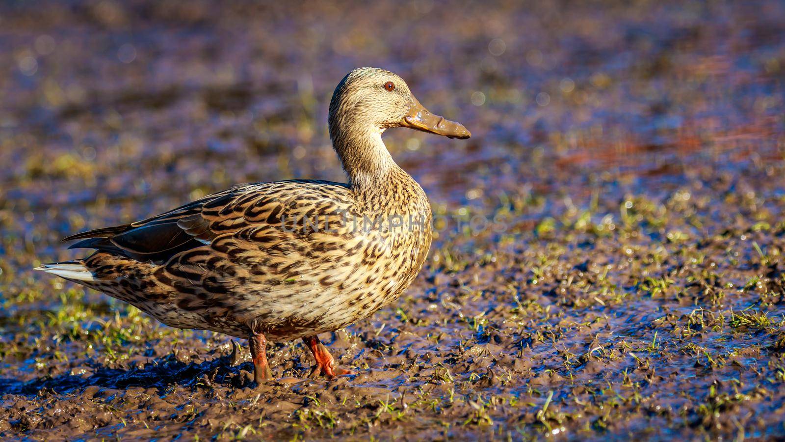Female Mallard Duck by gepeng