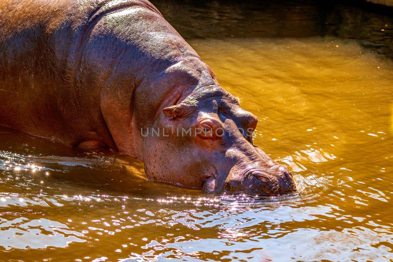 A Hippopotamus wades in water, with mouth submerges in water.