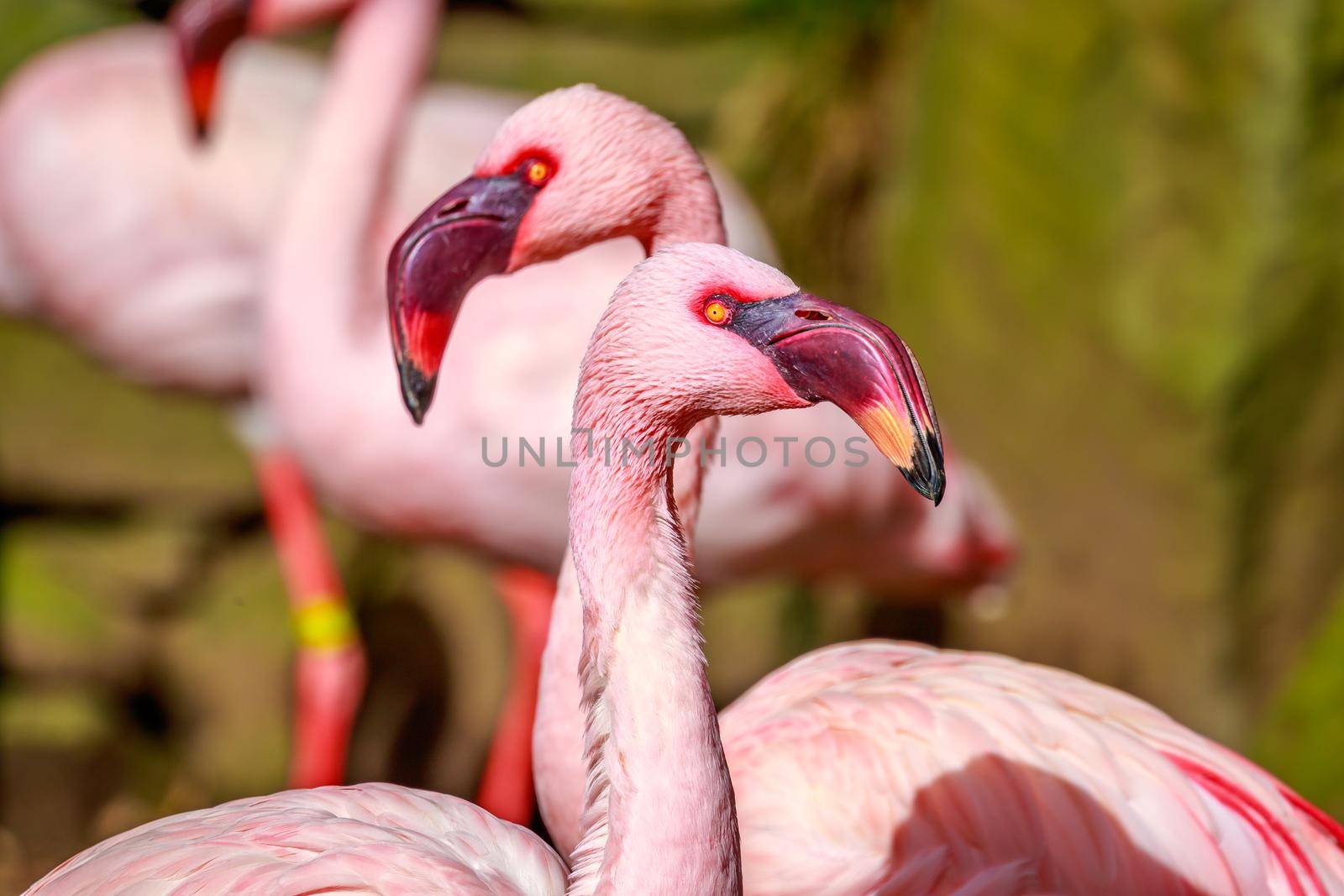 Close-up of a group of lesser flamingos.