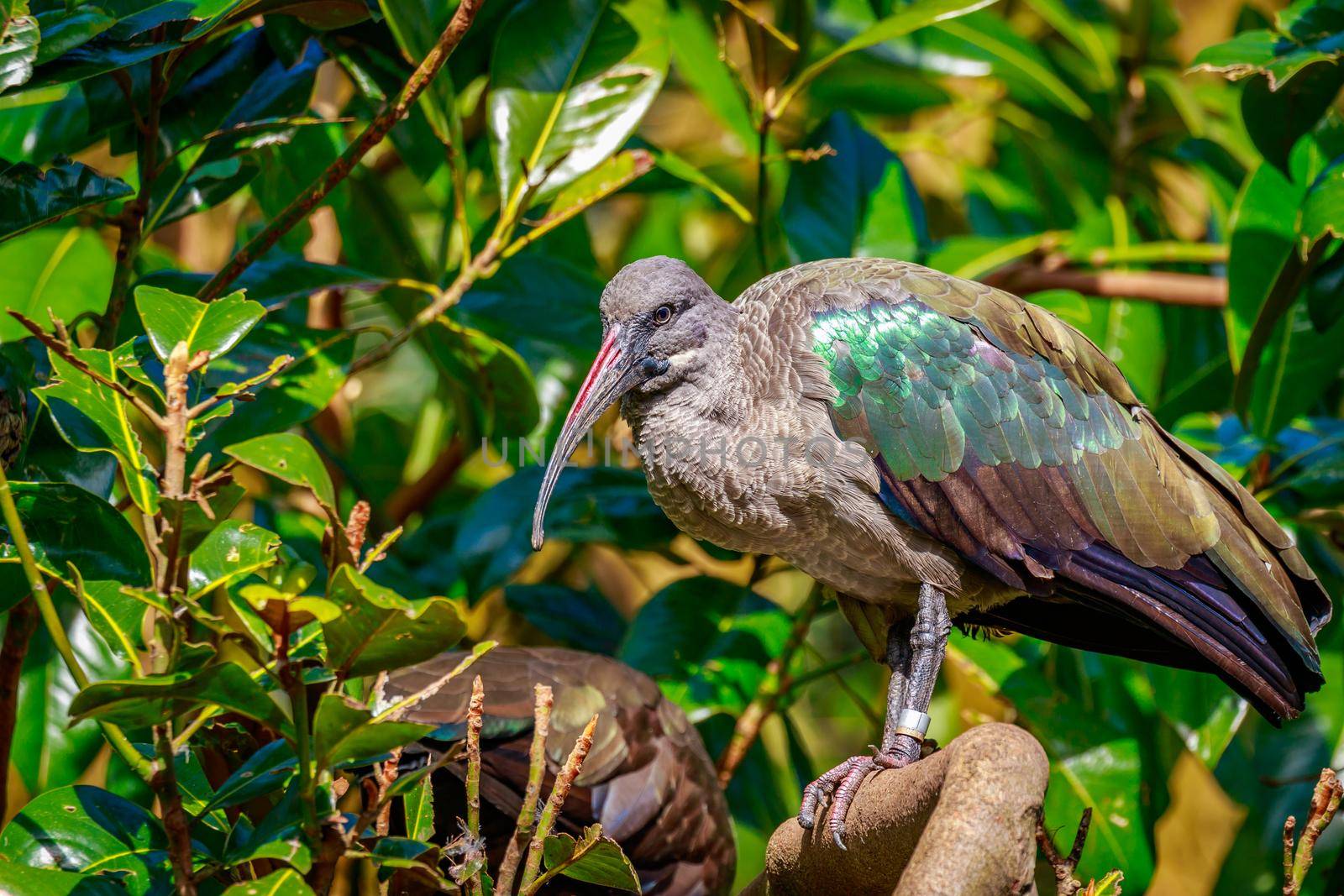 Hadada Ibis on Tree Branch by gepeng