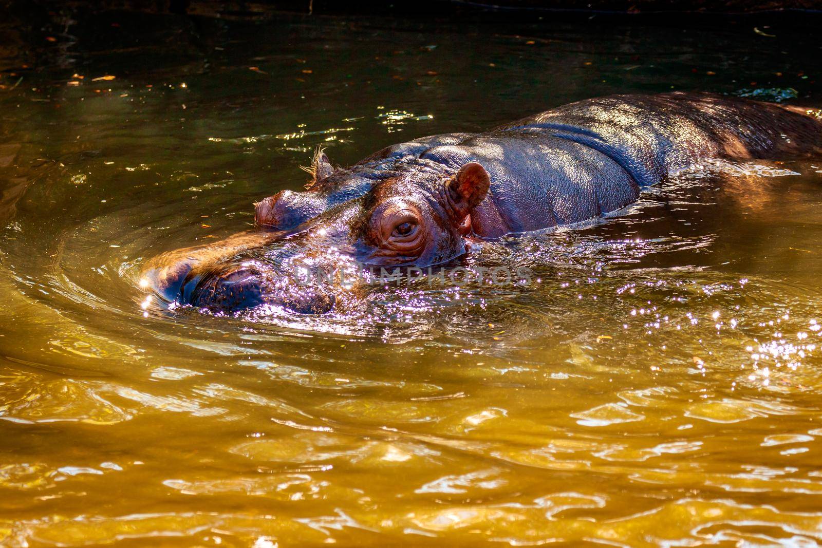 A Hippopotamus submerged in water, with eyes showing.