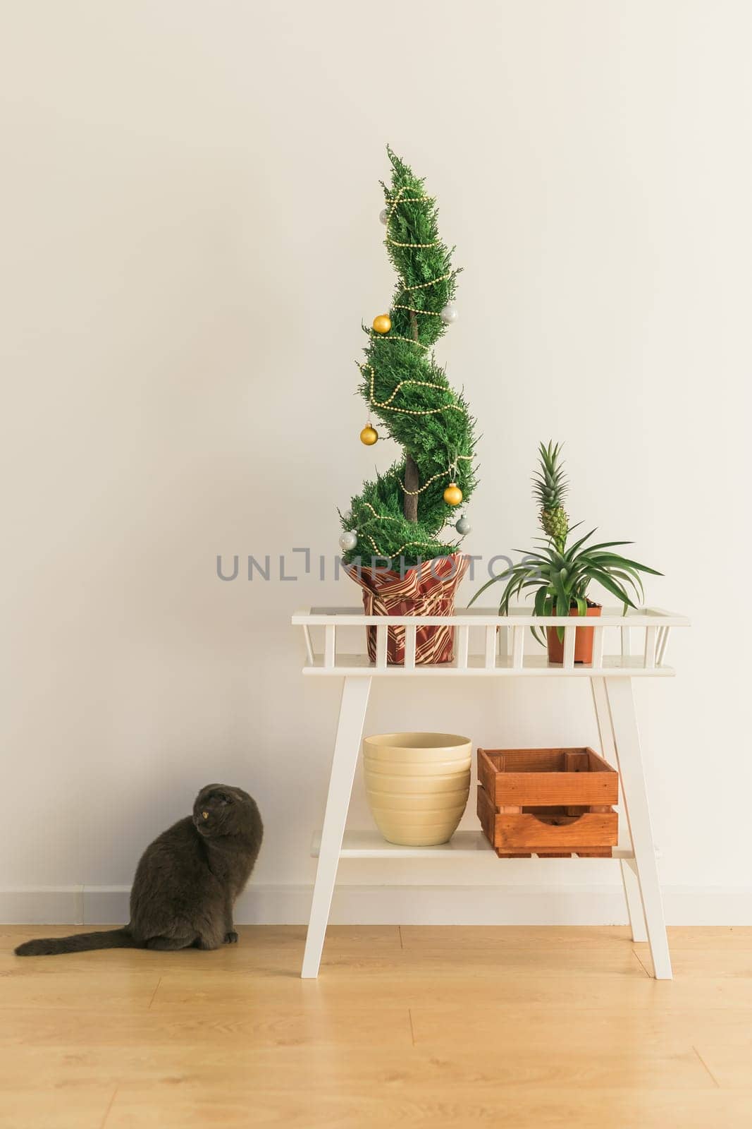 Indoor cypress or thuja in pot is decorating balls like Christmas tree and cat having fun near. Alternative trees for christmas . Copy space and space for advertising