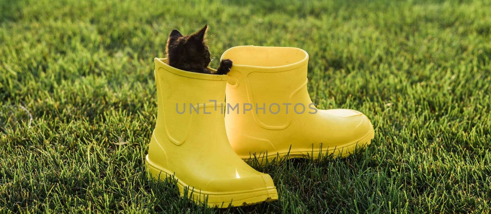 Banner Funny black kitten sitting in yellow boot on grass copy space. Cute image concept for postcards calendars and booklets with pet by Satura86