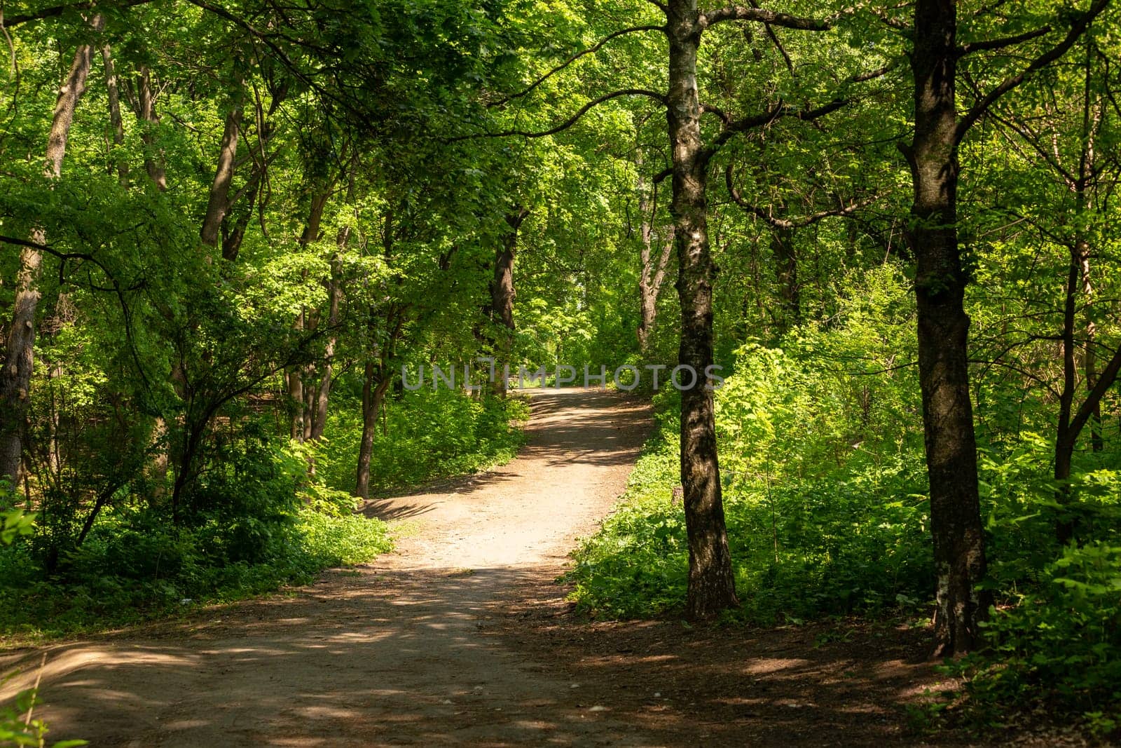 Forest trail scene. Woodland path. Green trees and footpath lightened by the sun