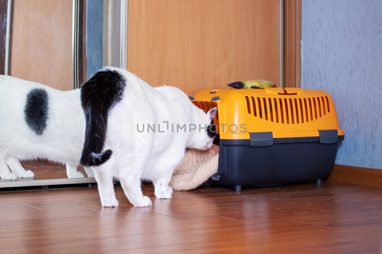 Fat white cat and orange plastic carrier close up