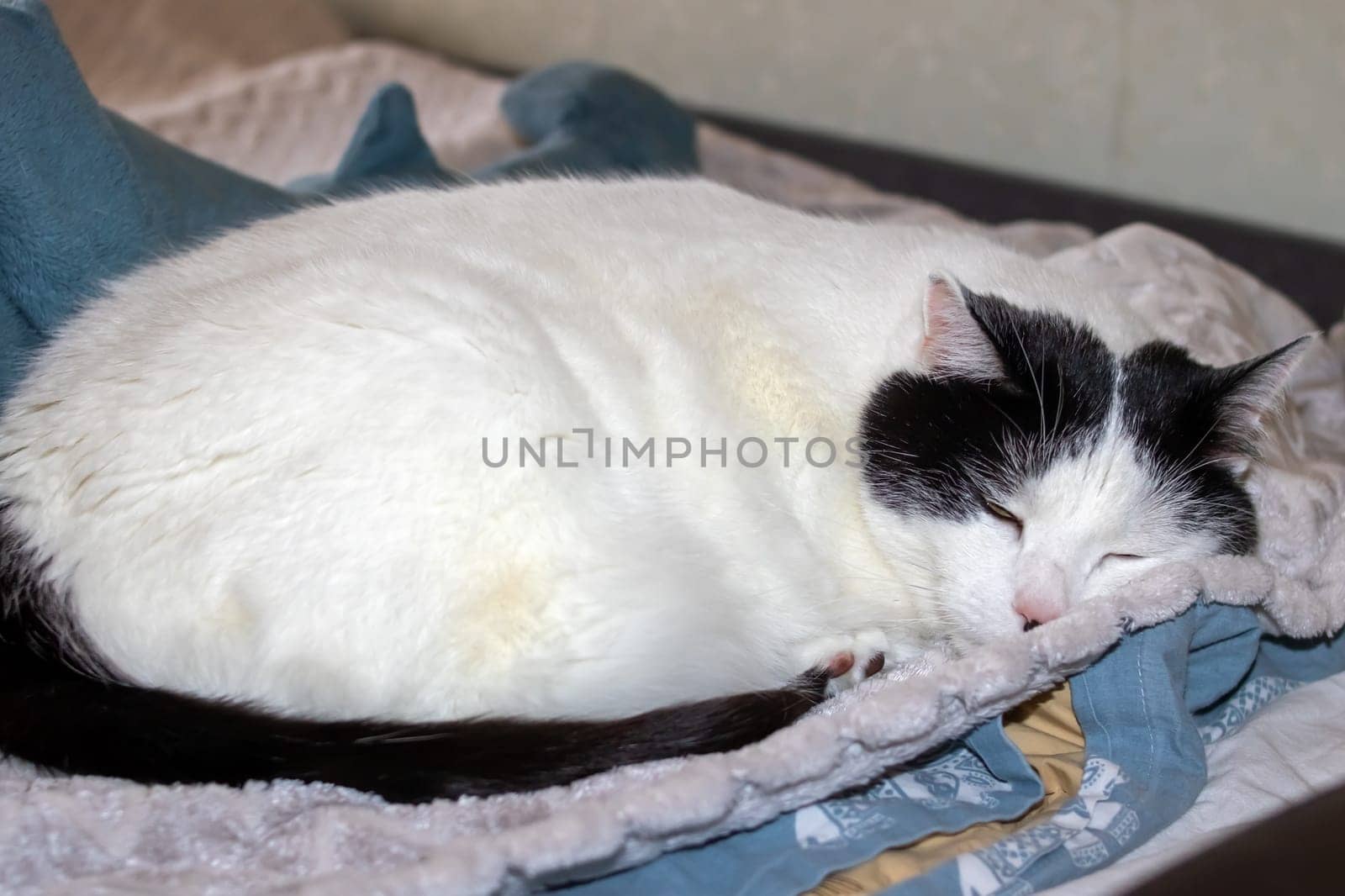 A fat white cat sleeps on a bed close up