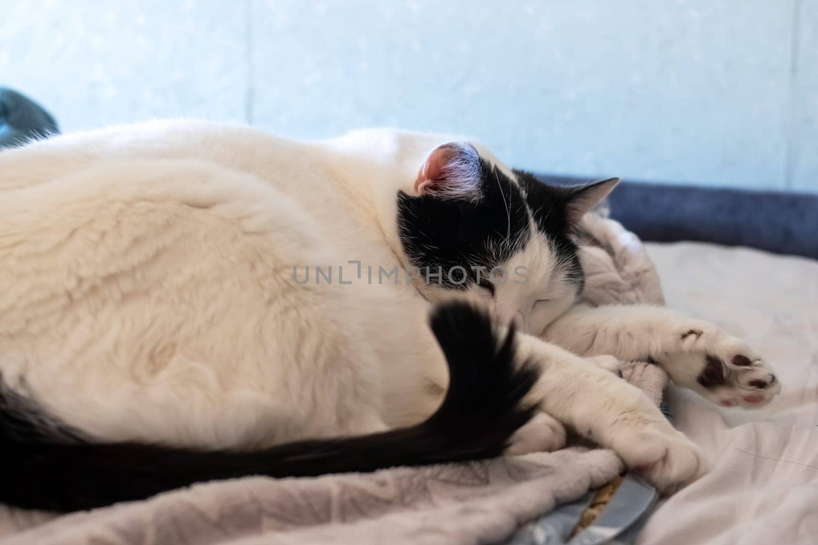 A fat white cat sleeps on a bed close up