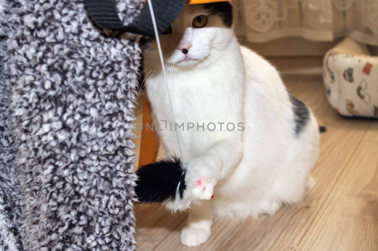 White cat playing with a toy close up
