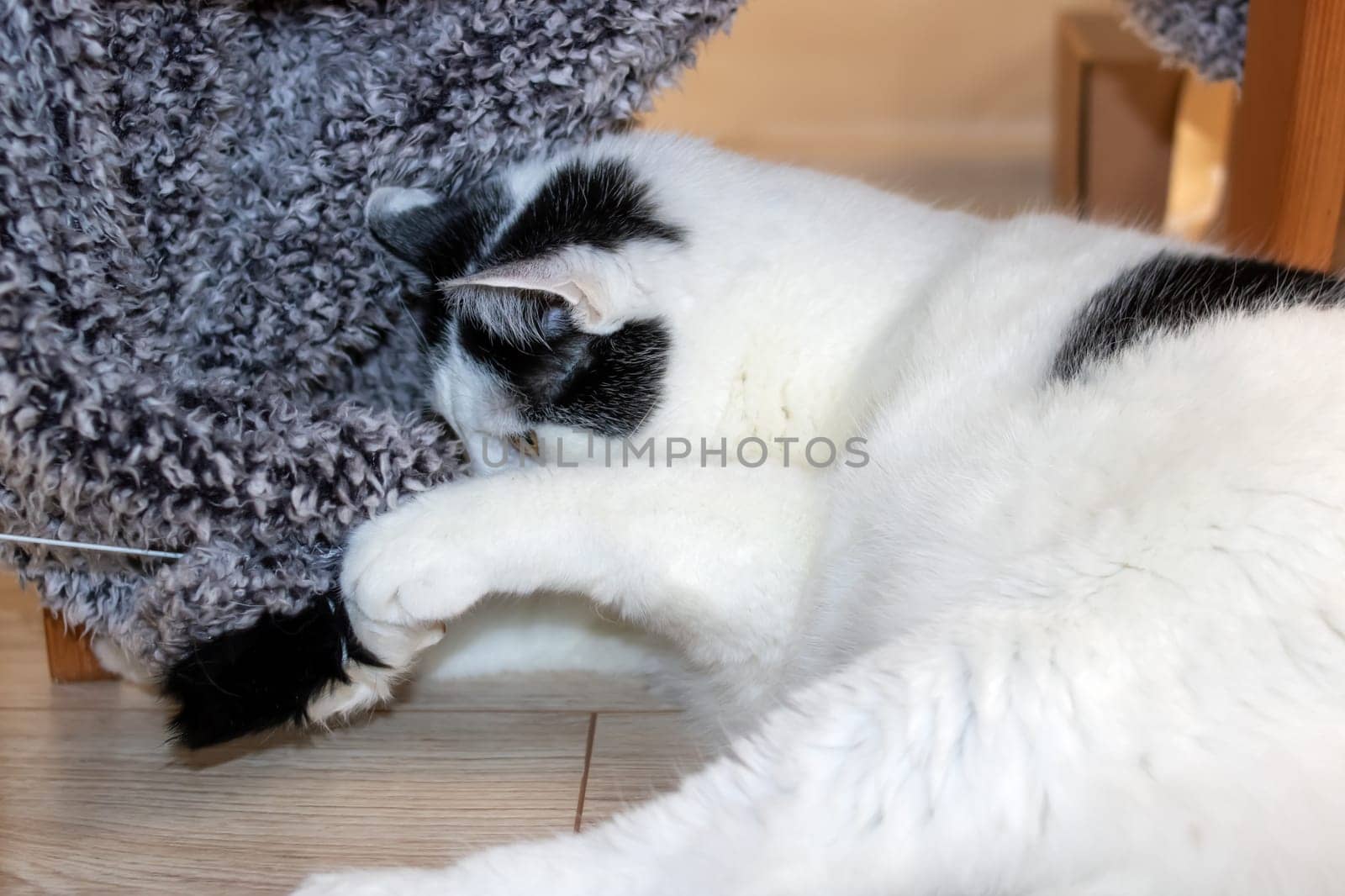 White cat playing with a toy close up