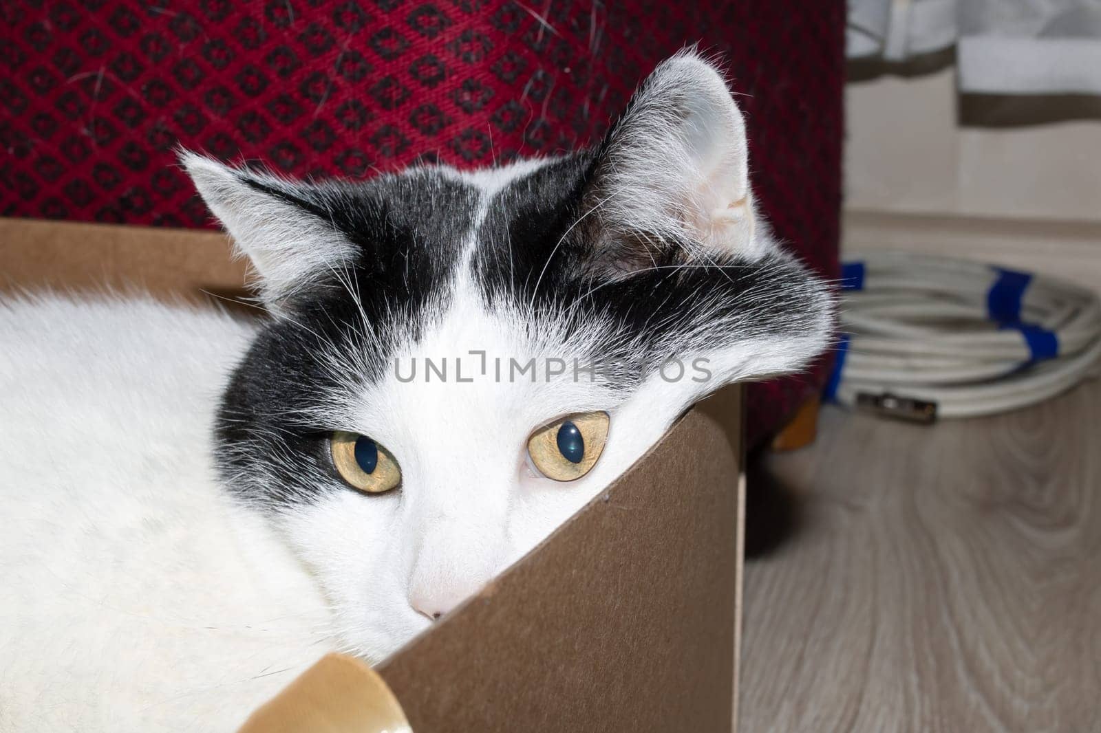 White fat cat sitting in a box close up