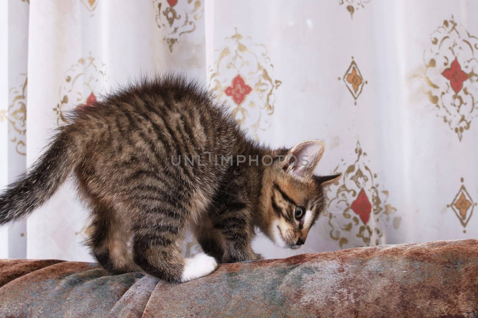 A little little kitten lies on the carpet close up