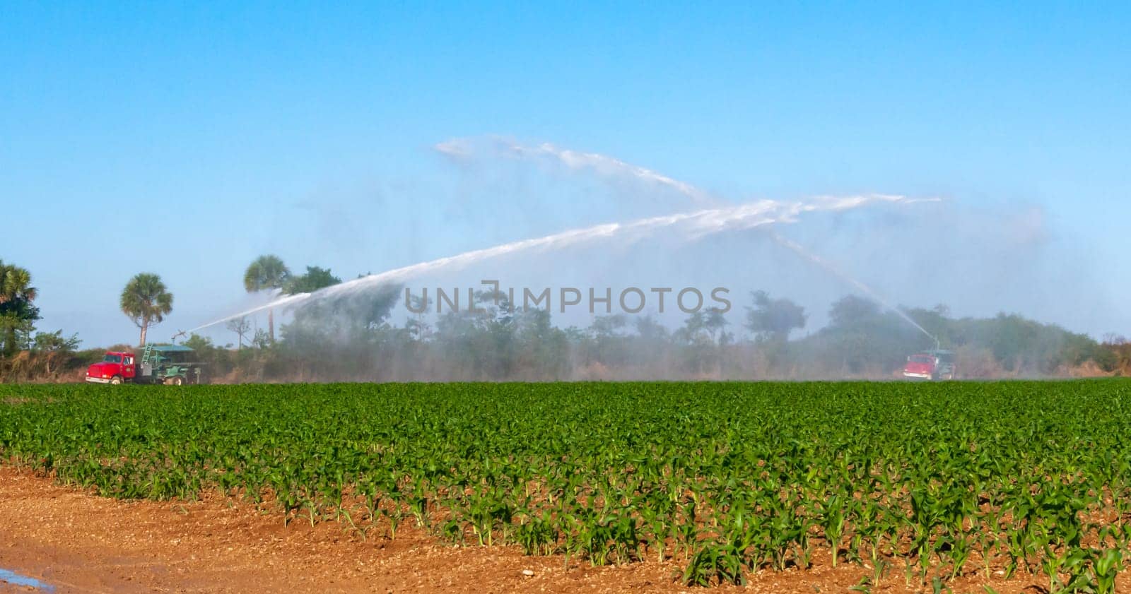 USA, FLORIDA - NOVEMBER 30, 2011: a fire truck spraying water on a field of corn, Florida
