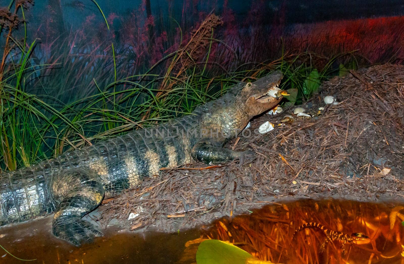 USA, FLORIDA - NOVEMBER 30, 2011: Mississippi alligator in the interior of the visitor center of Okefenoke Park, Florida