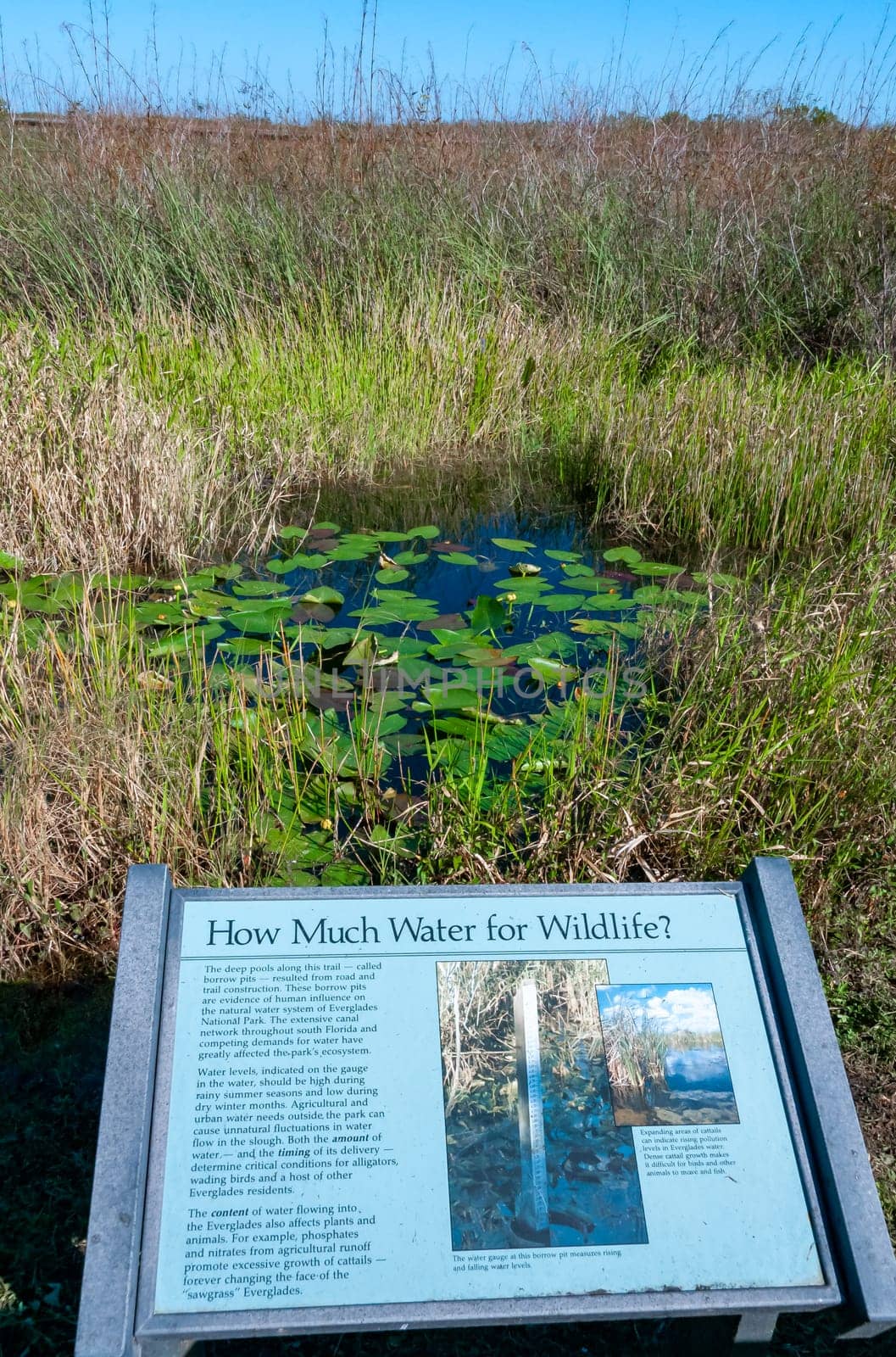 USA, FLORIDA - NOVEMBER 30, 2011: Informational sign "How Much Water for Wildlife?"with a national park with aquatic wetland vegetation, Florida