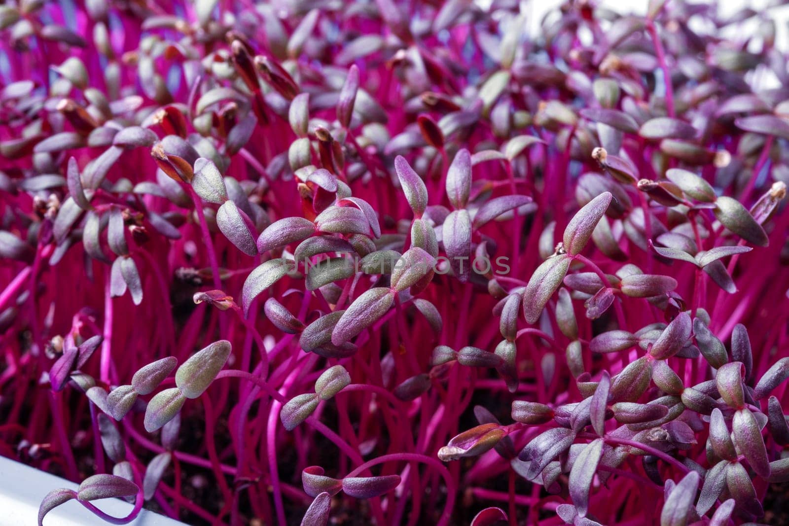 Close-up of amaranth shoots. Microgreens, superfood, healthy food. Selective focus.