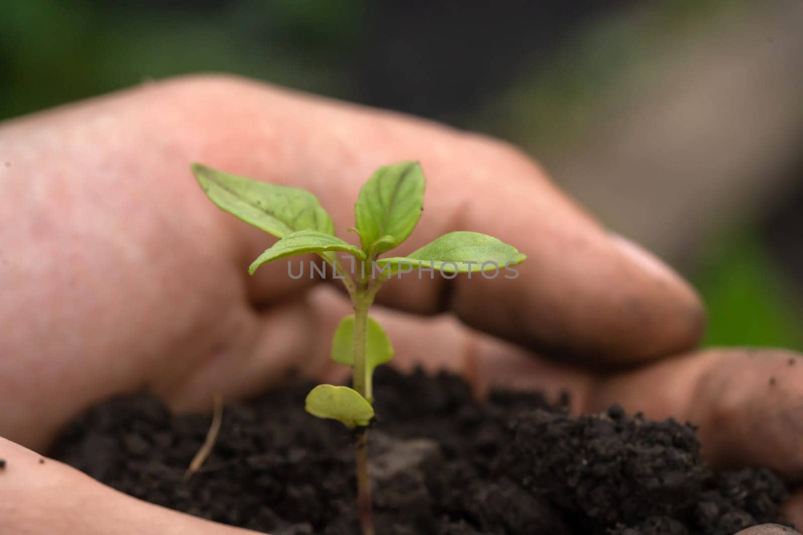 New life and growth concept. Seed and planting concept. Close up of gardener hands holding seedling. Hands are holding sapling with soil in cupped hands.