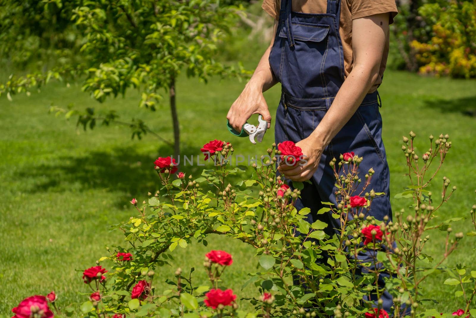 A young man with hands in gloves is trimming bushes of roses in his garden with a secateur. A professional gardener is cutting roses with a garden pruner.