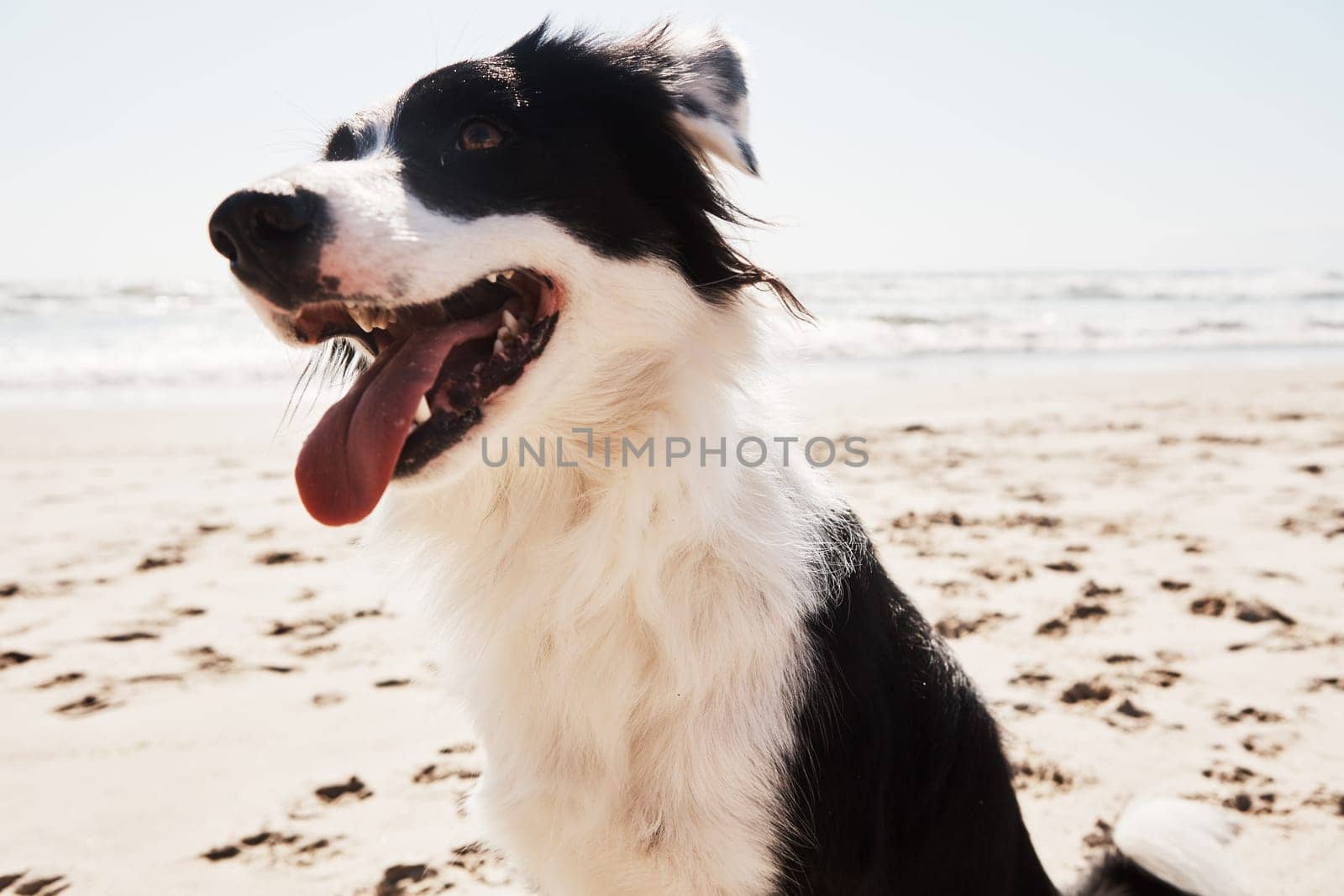 Beaches are a great place for pets to cool off. an adorable Border Collie at the beach